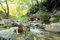 Greek stream frog (Rana graeca) sitting on a rock in typical forest habitata next to a fast flowing mountain stream, Close to Struma river, Kresna gorge, South-West Bulgaria, April