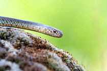 Caspian Whip Snake (Dolichopis caspius), Kresna Gorge, South West Bulgaria, April