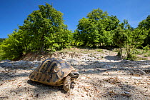 Hermann&#39;s Tortoise (Testudo Hermanni) in its landscape, Kresna Gorge, South West Bulgaria, April