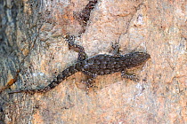 Kotschy&#39;s Gecko (Mediodactylus kotschyi), Kresna Gorge, South West Bulgaria, April