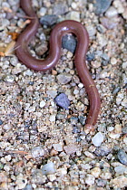 Worm snake (Xerotyphlos vermicularis), Kresna gorge, South west Bulgaria, April