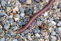 Worm snake (Xerotyphlos vermicularis), Kresna gorge, South west Bulgaria, April
