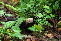 Tayra (Eira barbara) climbing in a tree in rainforest habitat with fern covered trees, Bellavista private reserve, Mindo cloud forest area, Ecuador, July