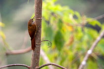 Streak-headed Woodcreeper (Lepidocolaptes souleyetii), Los Bancos cloud forest area, Pichincha, Ecuador, July