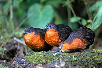 Dark backed wood quail (Odontophorus melanonotus) , Mindo Cloud Forest, Ecuador, July