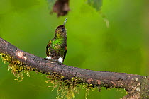 Buff-tailed Coronet (Boissonneaua flavescens), Bellavista private reserve, Mindo, Pichincha, Ecuador , July