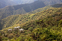 Rainforest, cloudforest landscape, Bellavista private reserve, Mindo, Pichincha, Ecuador , July