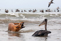 Brown Pelican (Pelecanus occidentalis) beiing attacked by a stray dog on the beach, Puerto Lopez , Santa Elena Peninsula, Manabi Province, Ecuador, July