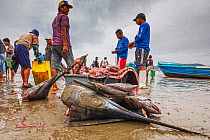 Fishermen butchering sailfish, sharks and swordfish at the fishmarket on the beach, Puerto Lopez , Santa Elena Peninsula, Manabi Province, Ecuador, July