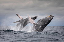 Humpback whale (Megaptera novaeangliae) two breaching at the same time together, Puerto Lopez , Santa Elena Peninsula, Manabi Province, Ecuador, July, Puerto Lopez , Santa Elena Peninsula, Manabi Prov...