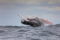 Humpback whale (Megaptera novaeangliae) breaching in the , Puerto Lopez , Santa Elena Peninsula, Machalilla National Park, Manabi Province, Ecuador, July