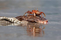 Ghost Crab (Ocypode sp) on the beach feeding on a dead fish, Puerto Lopez , Santa Elena Peninsula, Manabi Province, Ecuador, July
