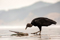 Black Vulture (Coragyps atratus) eating from a dead fish washed up the beach, Puerto Lopez , Santa Elena Peninsula, Manabi Province, Ecuador, July
