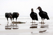 Black Vulture (Coragyps atratus) group eating from a dead fish washed up the beach, Puerto Lopez , Santa Elena Peninsula, Manabi Province, Ecuador, July