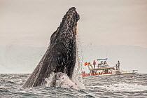 Humpback whale (Megaptera novaeangliae) breaching in front of a tourist boat, Puerto Lopez , Santa Elena Peninsula, Manabi Province, Ecuador, July