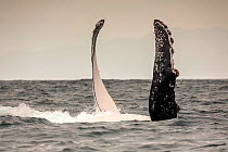 Humpback whale (Megaptera novaeangliae) raising both pectoral fins to slap, Puerto Lopez , Santa Elena Peninsula, Manabi Province, Ecuador, July