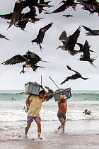 Magnificent Frigatebirds (Fregata magnificens) trying to steal fish from fishermen coming on land with a fresh catch, Puerto Lopez , Santa Elena Peninsula, Manabi Province, Ecuador, July