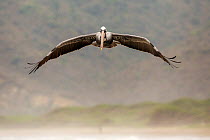 Brown Pelican (Pelecanus occidentalis) in flight along the coast, Puerto Lopez , Santa Elena Peninsula, Manabi Province, Ecuador, July