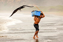 Magnificent Frigatebirds (Fregata magnificens) trying to steal fish from a fisherman coming on land with a fresh catch, Puerto Lopez , Santa Elena Peninsula, Manabi Province, Ecuador, July