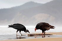 Black Vulture (Coragyps atratus) and a Tukey Vulture (Cathartes aura) eating from a dead fish washed up the beach, Puerto Lopez , Santa Elena Peninsula, Manabi Province, Ecuador, July