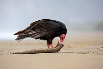Tukey Vulture (Cathartes aura) eating from a dead fish washed up the beach, Puerto Lopez , Santa Elena Peninsula, Manabi Province, Ecuador, July