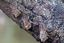 Sac-winged Bat (Saccopteryx sp) group camouflaged on branch while roosting, , Cuyabeno wildlife reserve, Sucumbios, Amazon rainforest, Ecuador, July