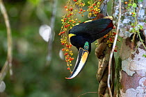 Many-banded aracari (Pteroglossus pluricinctus) Cuyabeno wildlife reserve, Sucumbios, Amazon rainforest, Ecuador. July