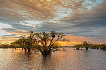 Laguna Grande area with typical old flooded trees , Arapari (Macrolobium acaciifolium), Cuyabeno wildlife reserve, Sucumbios, Amazon rainforest, Ecuador, July
