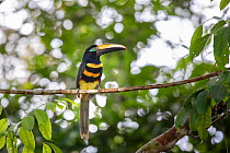 Many-banded aracari (Pteroglossus pluricinctus) Cuyabeno wildlife reserve, Sucumbios, Amazon rainforest, Ecuador. July