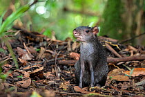 Black agouti (Dasyprocta fuliginosa), Cuyabeno wildlife reserve, Sucumbios, Amazon rainforest, Ecuador, July