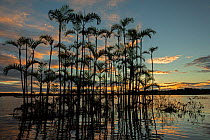 Moriche palm tree (Mauritia flexuosa) at Laguna Grande in an area of flooded forest, Cuyabeno wildlife reserve, Sucumbios, Amazon rainforest, Ecuador, July, Cuyabeno wildlife reserve, Sucumbios, Amazo...