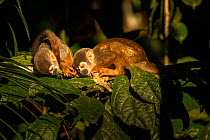 Common squirrel monkey (Saimiri sciureus) two sleeping in the late afternoon sunlight, Cuyabeno wildlife reserve, Sucumbios, Ecuador, July