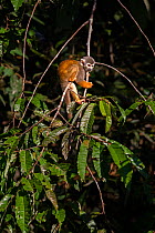 Common squirrel monkey (Saimiri sciureus), Cuyabeno wildlife reserve, Sucumbios, Ecuador, July