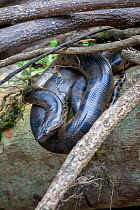 Green Anaconda (Eunectes murinus) , Cuyabeno wildlife reserve, Sucumbios, Ecuador, July