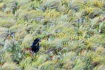Spectacled / Andean Bear (Tremarctos ornatus) foraging for bromeliads in its high altitude paramo habitat, Cayambe Coca National Park, Papallacta, High Andes, Ecuador, July