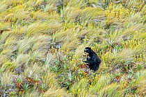 Spectacled / Andean Bear (Tremarctos ornatus) foraging for bromeliads in its high altitude paramo habitat, Cayambe Coca National Park, Papallacta, High Andes, Ecuador, July