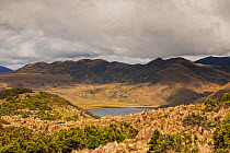 High altiitude paramo habitat landscape, Antisana Ecological reserve, High Andes, Napo and Pichincha, Ecuador, July