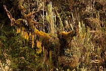 Centuries old trees in a cloud forest patch at high altitude , Cayambe Coca National Park, Papallacta, High Andes, Ecuador, July