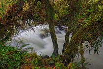Papallacta river flowing through its cloud forest landscape with fern covered trees, Papallacta, Tropical Andes, Ecuador, July