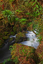 Papallacta river flowing through cloud forest landscape with fern covered trees, Papallacta, Tropical Andes, Ecuador, July