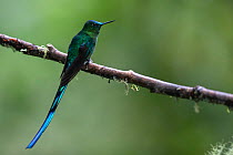 Long-tailed sylph hummingbird (Aglaiocercus kingii) Mindo, Pichincha, Ecuador , July