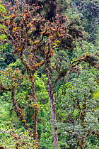 Old trees covered with ferns, orchids and bromeliads in typical high altitude rainforest, Bellavista private reserve, Mindo cloud forest area, Ecuador, July