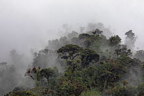 Rainforest landscape on a rainy and misty day, Guango river area, Papallacta cloud forest area, Ecuador, July