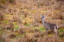White-tailed deer (Odocoileus virginianus) in paramo, Cayambe Coca National Park, Papallacta, High Andes, Ecuador, July