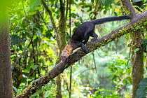 Tayra (Eira barbara) climbing in a tree in rainforest habitat with fern covered trees, Bellavista private reserve, Mindo cloud forest area, Ecuador, July