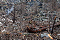 Remains from avalanches after the snow has melted with broken trees and masses of rocky debris remaining, Valsavarenche, Gran Paradiso National Park, Aosta Valley, Italy