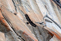 Golden eagle (Aquila chrysaetos) in flight in front of a vertical rocky mountain side, Gran Paradiso National Park, Aosta Valley, Italy, May