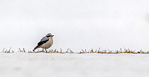 Northern wheatear (Oenanthe oenanthe) arriving in the valley with most of the grass still covered in snow, Valsavarenche, Gran Paradiso National Park, Aosta Valley, Italy