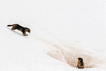 Alpine marmot (Marmota marmota) carrying grass and other nesting material across snow to its nest while another one is on the lookout, Gran Paradiso National Park, Aosta Valley, Italy, April