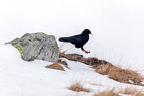 Alpine chough (Pyrrhocorax graculus) in snow covered landscape, Gran Paradiso National Park, Aosta Valley, Italy, April
